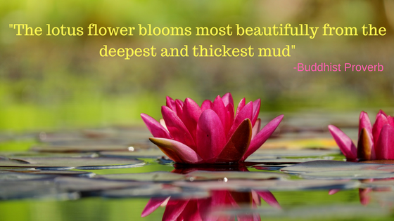 The lotus flower blooms most beautifully from the deepest